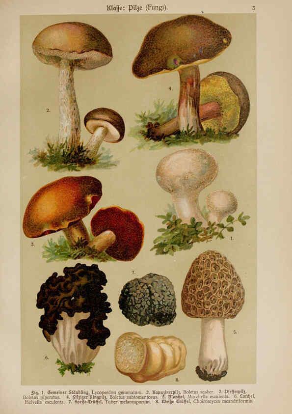 Reproducción/Reproduction 6424980853: Hoffmann-Dennert botanischer Bilderatlas Suttgart,Schweizerbart,1911