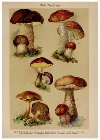 Reproducción/Reproduction 6424981407: Hoffmann-Dennert botanischer Bilderatlas Suttgart,Schweizerbart,1911