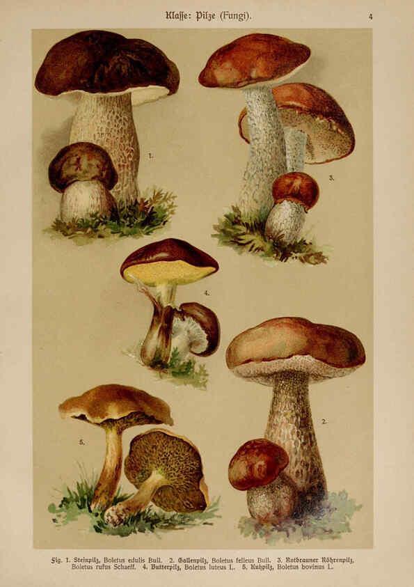 Reproducción/Reproduction 6424981407: Hoffmann-Dennert botanischer Bilderatlas Suttgart,Schweizerbart,1911