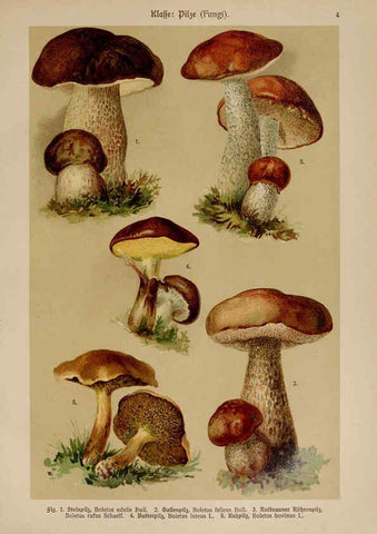 Reproducción/Reproduction 6424981407: Hoffmann-Dennert botanischer Bilderatlas Suttgart,Schweizerbart,1911