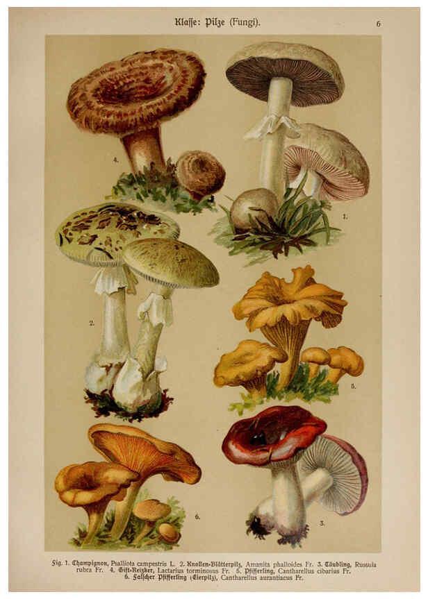 Reproducción/Reproduction 6424984461: Hoffmann-Dennert botanischer Bilderatlas Suttgart,Schweizerbart,1911