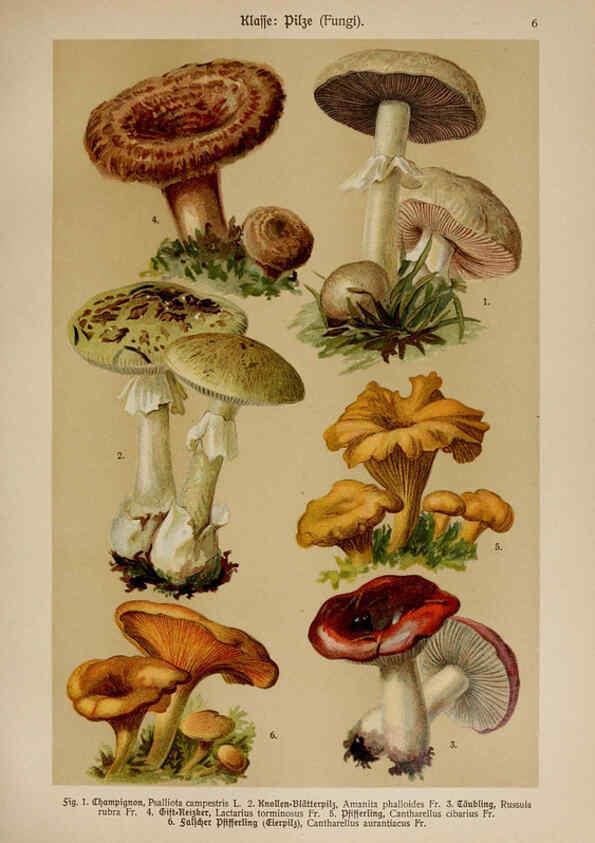 Reproducción/Reproduction 6424984461: Hoffmann-Dennert botanischer Bilderatlas Suttgart,Schweizerbart,1911