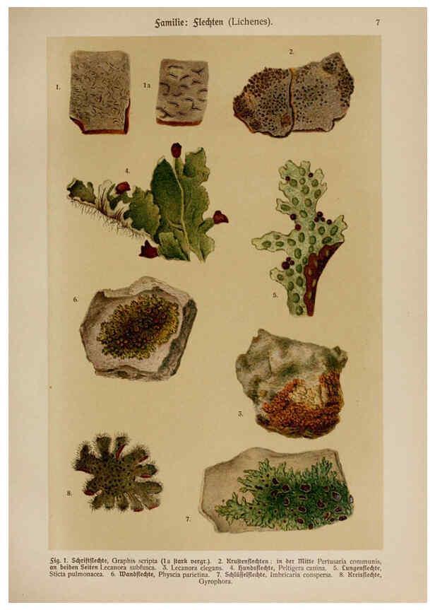 Reproducción/Reproduction 6424985053: Hoffmann-Dennert botanischer Bilderatlas Suttgart,Schweizerbart,1911