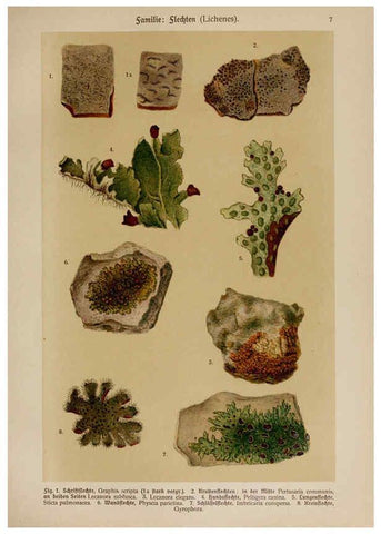 Reproducción/Reproduction 6424985053: Hoffmann-Dennert botanischer Bilderatlas Suttgart,Schweizerbart,1911