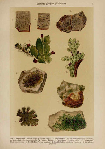 Reproducción/Reproduction 6424985053: Hoffmann-Dennert botanischer Bilderatlas Suttgart,Schweizerbart,1911
