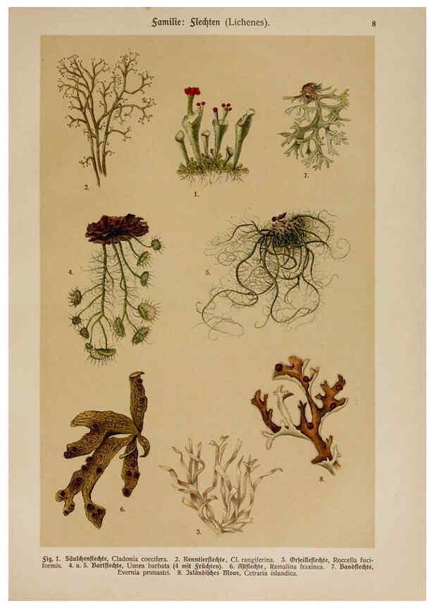 Reproducción/Reproduction 6424985567: Hoffmann-Dennert botanischer Bilderatlas Suttgart,Schweizerbart,1911