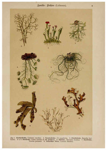 Reproducción/Reproduction 6424985567: Hoffmann-Dennert botanischer Bilderatlas Suttgart,Schweizerbart,1911