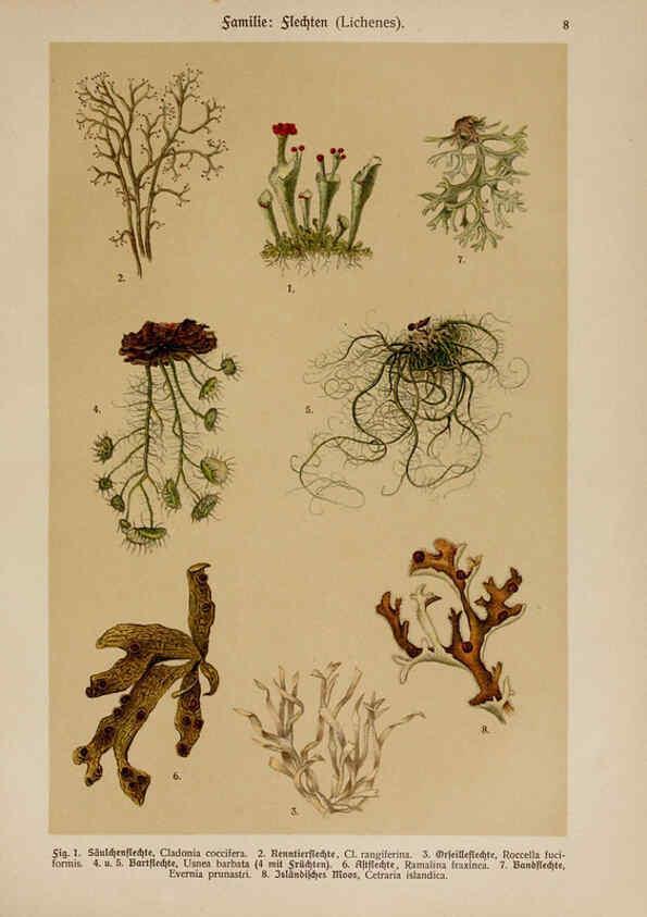 Reproducción/Reproduction 6424985567: Hoffmann-Dennert botanischer Bilderatlas Suttgart,Schweizerbart,1911