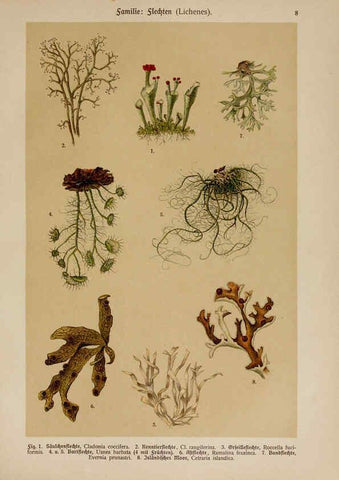 Reproducción/Reproduction 6424985567: Hoffmann-Dennert botanischer Bilderatlas Suttgart,Schweizerbart,1911