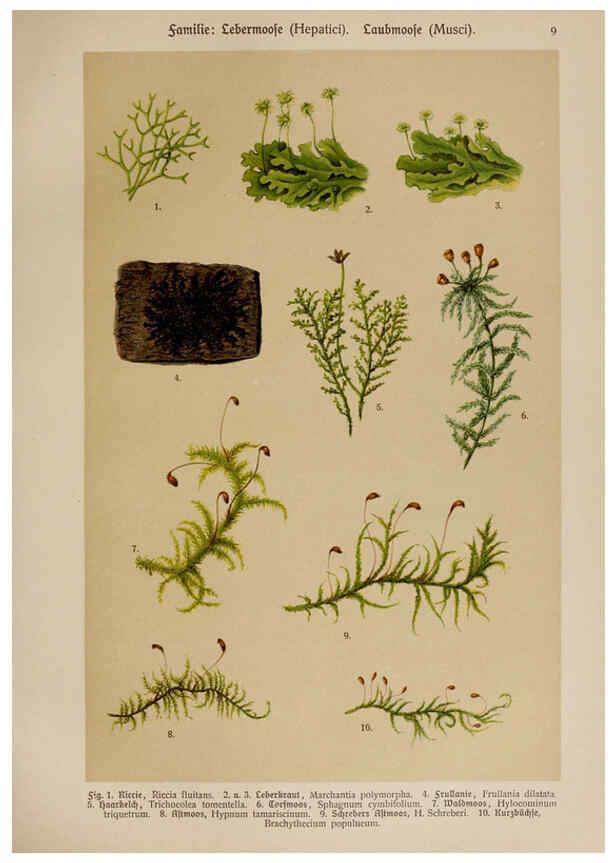 Reproducción/Reproduction 6424986131: Hoffmann-Dennert botanischer Bilderatlas Suttgart,Schweizerbart,1911