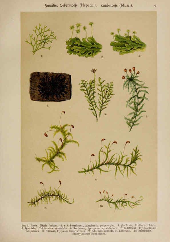 Reproducción/Reproduction 6424986131: Hoffmann-Dennert botanischer Bilderatlas Suttgart,Schweizerbart,1911