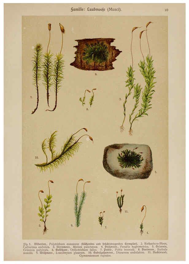 Reproducción/Reproduction 6424986549: Hoffmann-Dennert botanischer Bilderatlas Suttgart,Schweizerbart,1911