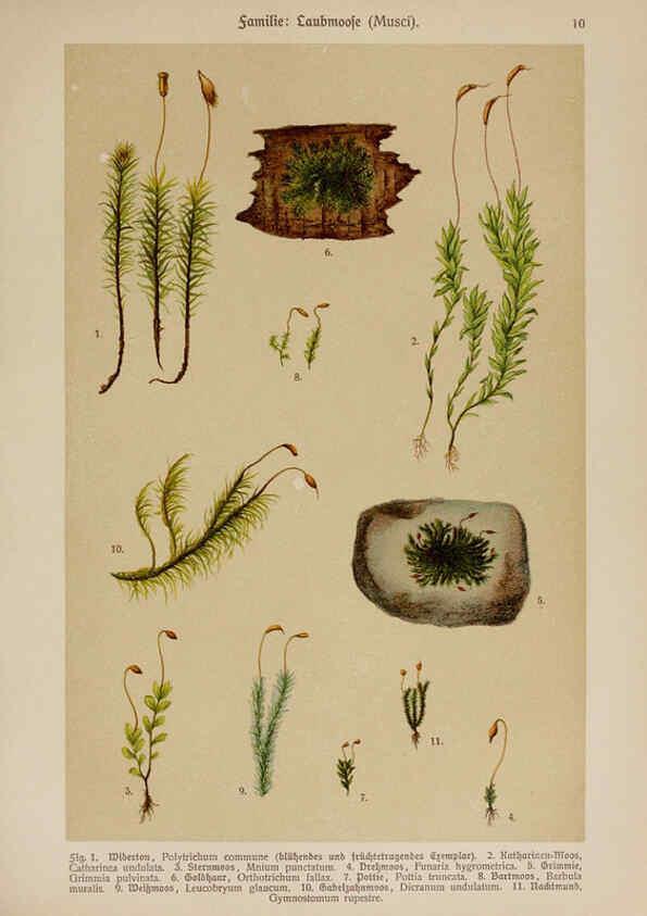 Reproducción/Reproduction 6424986549: Hoffmann-Dennert botanischer Bilderatlas Suttgart,Schweizerbart,1911