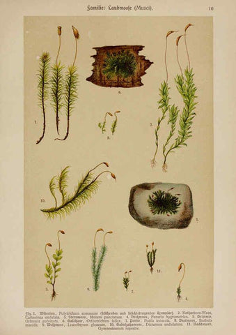 Reproducción/Reproduction 6424986549: Hoffmann-Dennert botanischer Bilderatlas Suttgart,Schweizerbart,1911