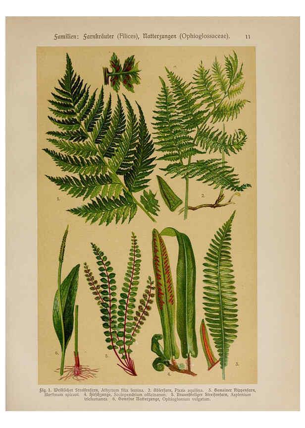 Reproducción/Reproduction 6424987009: Hoffmann-Dennert botanischer Bilderatlas Suttgart,Schweizerbart,1911