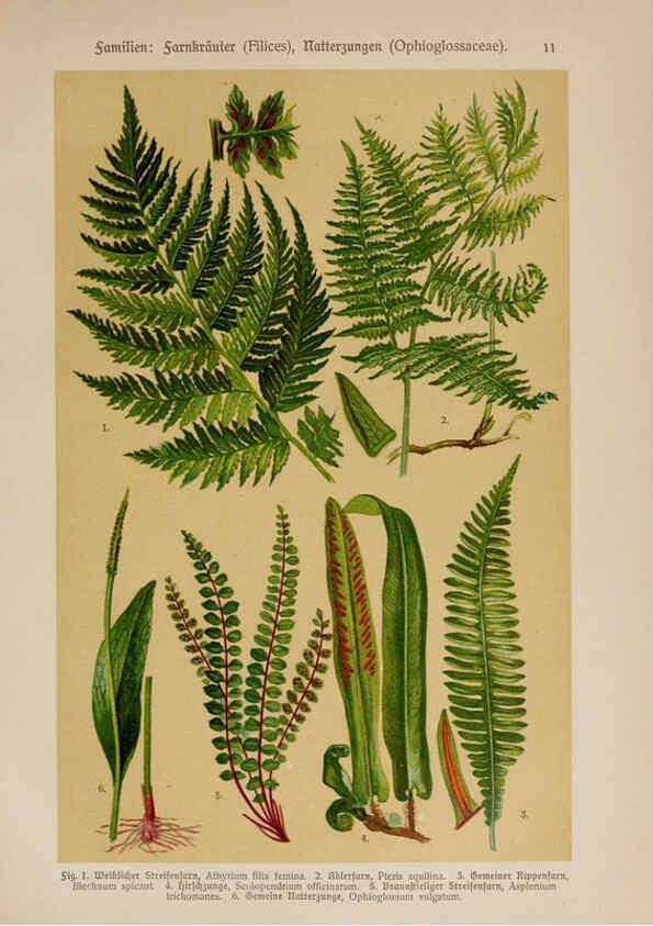 Reproducción/Reproduction 6424987009: Hoffmann-Dennert botanischer Bilderatlas Suttgart,Schweizerbart,1911