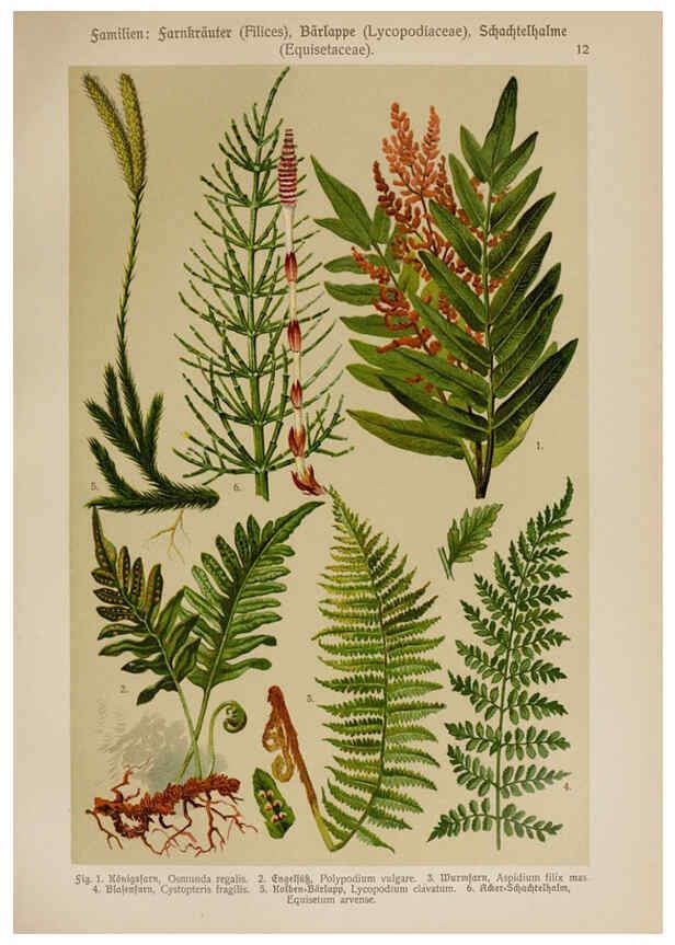 Reproducción/Reproduction 6424987433: Hoffmann-Dennert botanischer Bilderatlas Suttgart,Schweizerbart,1911