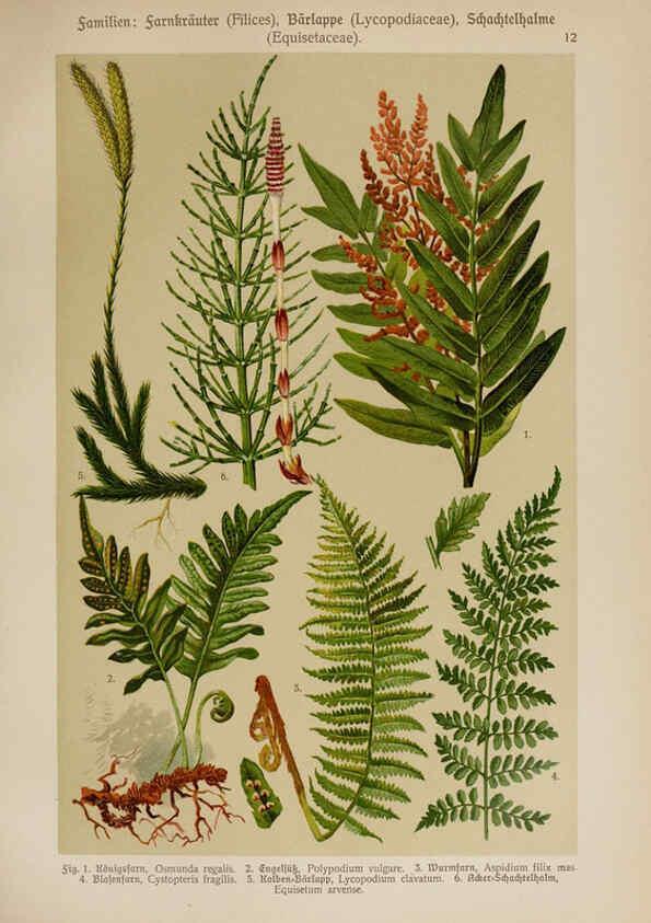 Reproducción/Reproduction 6424987433: Hoffmann-Dennert botanischer Bilderatlas Suttgart,Schweizerbart,1911