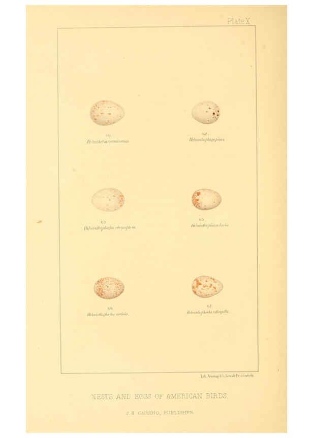 Reproducción/Reproduction 6424700531: Nests and eggs of American birds.Parts 1-7. Salem, Mass.,S.E. Cassino[c1880] 