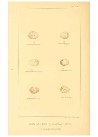Reproducción/Reproduction 6424700531: Nests and eggs of American birds.Parts 1-7. Salem, Mass.,S.E. Cassino[c1880] 