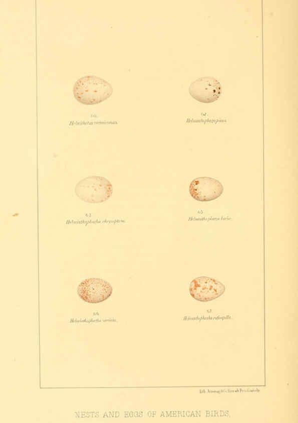 Reproducción/Reproduction 6424700531: Nests and eggs of American birds.Parts 1-7. Salem, Mass.,S.E. Cassino[c1880] 
