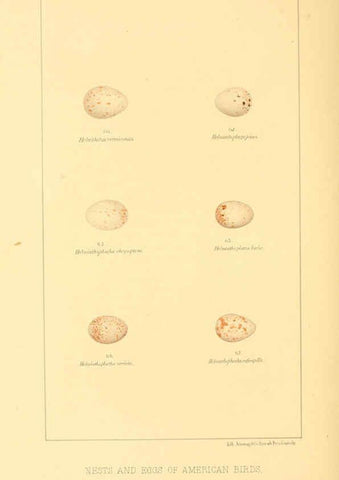 Reproducción/Reproduction 6424700531: Nests and eggs of American birds.Parts 1-7. Salem, Mass.,S.E. Cassino[c1880] 