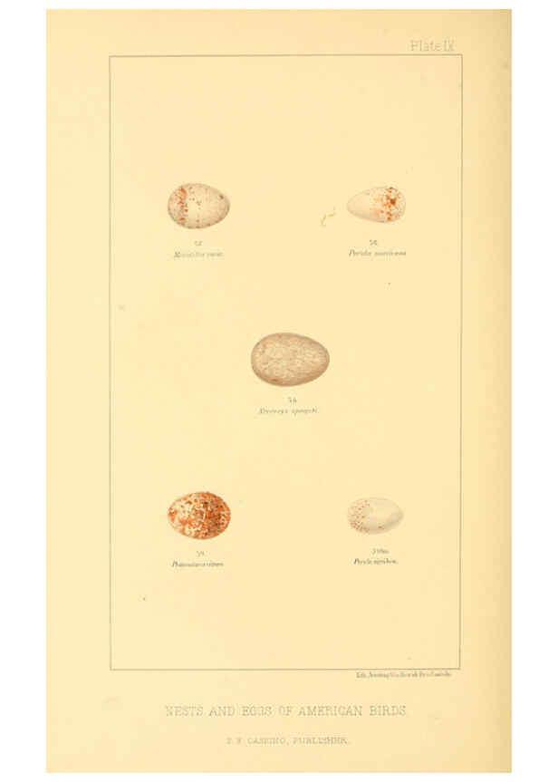 Reproducción/Reproduction 6424700153: Nests and eggs of American birds.Parts 1-7. Salem, Mass.,S.E. Cassino[c1880] 