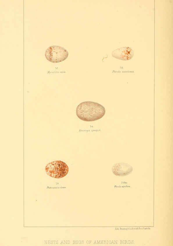Reproducción/Reproduction 6424700153: Nests and eggs of American birds.Parts 1-7. Salem, Mass.,S.E. Cassino[c1880] 