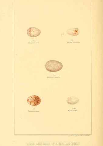 Reproducción/Reproduction 6424700153: Nests and eggs of American birds.Parts 1-7. Salem, Mass.,S.E. Cassino[c1880] 