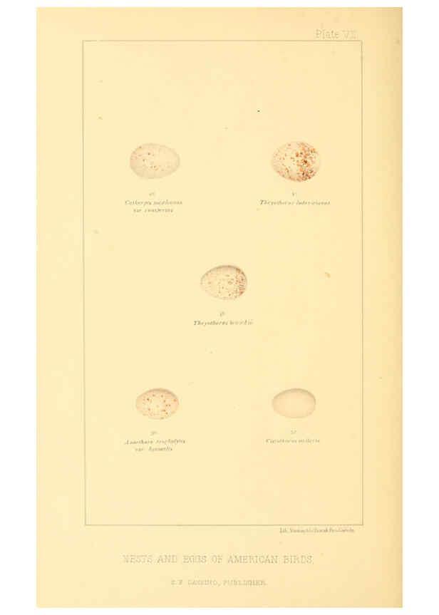 Reproducción/Reproduction 6424699685: Nests and eggs of American birds.Parts 1-7. Salem, Mass.,S.E. Cassino[c1880] 