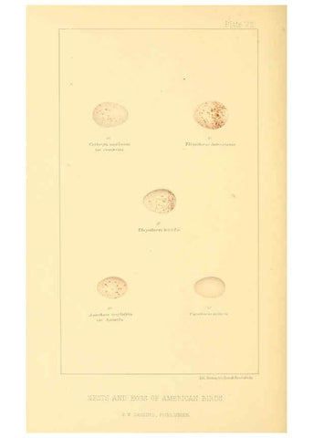 Reproducción/Reproduction 6424699685: Nests and eggs of American birds.Parts 1-7. Salem, Mass.,S.E. Cassino[c1880] 