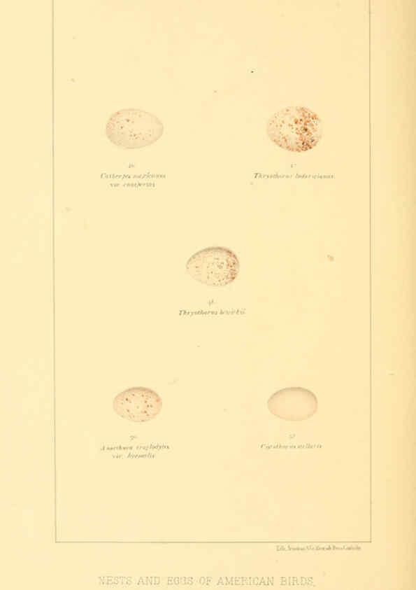 Reproducción/Reproduction 6424699685: Nests and eggs of American birds.Parts 1-7. Salem, Mass.,S.E. Cassino[c1880] 