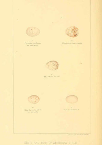 Reproducción/Reproduction 6424699685: Nests and eggs of American birds.Parts 1-7. Salem, Mass.,S.E. Cassino[c1880] 