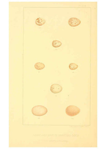 Reproducción/Reproduction 6424699351: Nests and eggs of American birds.Parts 1-7. Salem, Mass.,S.E. Cassino[c1880] 