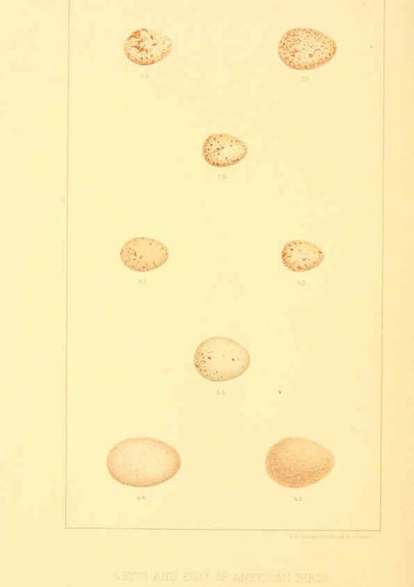 Reproducción/Reproduction 6424699351: Nests and eggs of American birds.Parts 1-7. Salem, Mass.,S.E. Cassino[c1880] 