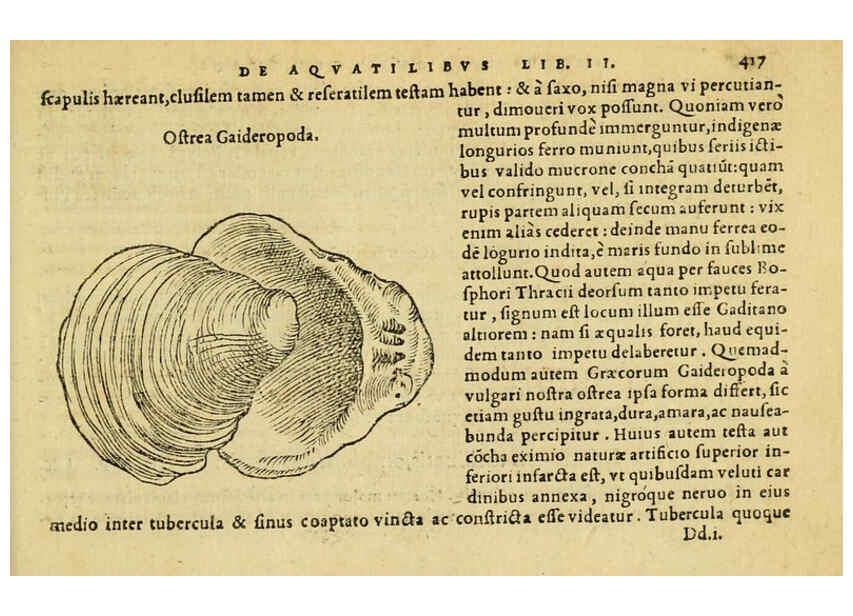 Reproducción/Reproduction 6418737209: Petri Bellonii Cenomani De aquatilibus, libri duo cum [epsilon, iota] conibus ad viuam ipsorum effigiem, quoad eius fieri potuit, expressis ... Parisiis,Apud C. Stephanum,1553