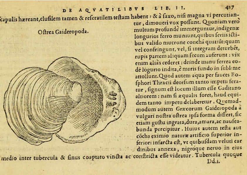Reproducción/Reproduction 6418737209: Petri Bellonii Cenomani De aquatilibus, libri duo cum [epsilon, iota] conibus ad viuam ipsorum effigiem, quoad eius fieri potuit, expressis ... Parisiis,Apud C. Stephanum,1553