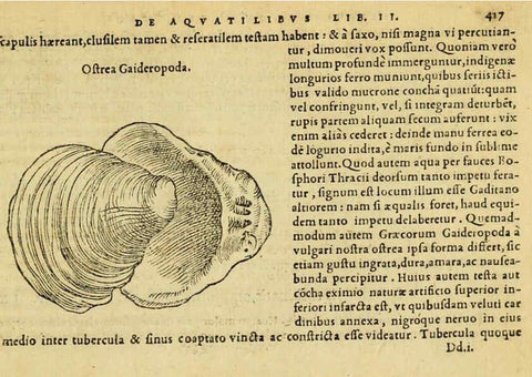 Reproducción/Reproduction 6418737209: Petri Bellonii Cenomani De aquatilibus, libri duo cum [epsilon, iota] conibus ad viuam ipsorum effigiem, quoad eius fieri potuit, expressis ... Parisiis,Apud C. Stephanum,1553
