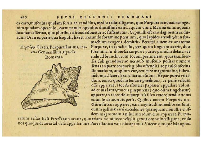 Reproducción/Reproduction 6418737561: Petri Bellonii Cenomani De aquatilibus, libri duo cum [epsilon, iota] conibus ad viuam ipsorum effigiem, quoad eius fieri potuit, expressis ... Parisiis,Apud C. Stephanum,1553