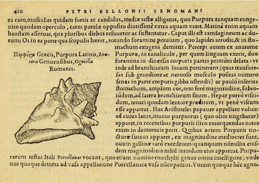 Reproducción/Reproduction 6418737561: Petri Bellonii Cenomani De aquatilibus, libri duo cum [epsilon, iota] conibus ad viuam ipsorum effigiem, quoad eius fieri potuit, expressis ... Parisiis,Apud C. Stephanum,1553