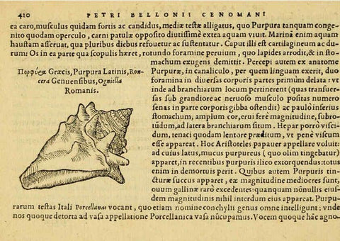 Reproducción/Reproduction 6418737561: Petri Bellonii Cenomani De aquatilibus, libri duo cum [epsilon, iota] conibus ad viuam ipsorum effigiem, quoad eius fieri potuit, expressis ... Parisiis,Apud C. Stephanum,1553