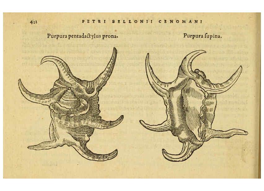 Reproducción/Reproduction 6418738057: Petri Bellonii Cenomani De aquatilibus, libri duo cum [epsilon, iota] conibus ad viuam ipsorum effigiem, quoad eius fieri potuit, expressis ... Parisiis,Apud C. Stephanum,1553