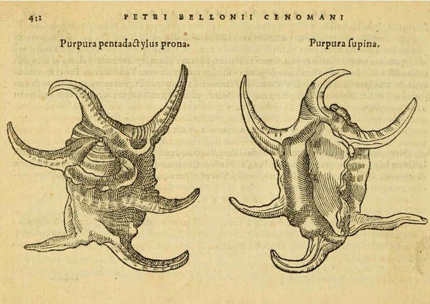 Reproducción/Reproduction 6418738057: Petri Bellonii Cenomani De aquatilibus, libri duo cum [epsilon, iota] conibus ad viuam ipsorum effigiem, quoad eius fieri potuit, expressis ... Parisiis,Apud C. Stephanum,1553