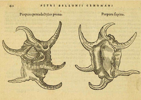 Reproducción/Reproduction 6418738057: Petri Bellonii Cenomani De aquatilibus, libri duo cum [epsilon, iota] conibus ad viuam ipsorum effigiem, quoad eius fieri potuit, expressis ... Parisiis,Apud C. Stephanum,1553