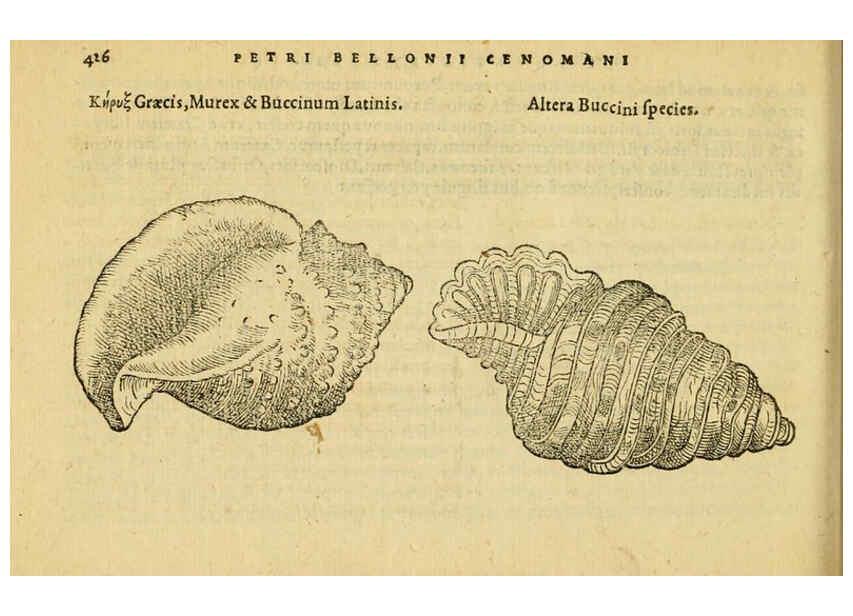 Reproducción/Reproduction 6418738349: Petri Bellonii Cenomani De aquatilibus, libri duo cum [epsilon, iota] conibus ad viuam ipsorum effigiem, quoad eius fieri potuit, expressis ... Parisiis,Apud C. Stephanum,1553