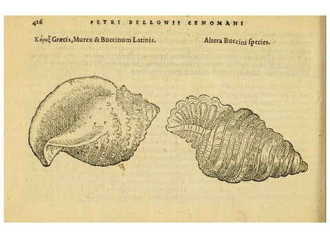 Reproducción/Reproduction 6418738349: Petri Bellonii Cenomani De aquatilibus, libri duo cum [epsilon, iota] conibus ad viuam ipsorum effigiem, quoad eius fieri potuit, expressis ... Parisiis,Apud C. Stephanum,1553