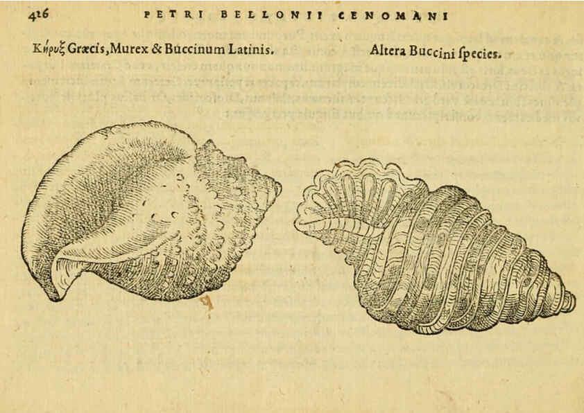 Reproducción/Reproduction 6418738349: Petri Bellonii Cenomani De aquatilibus, libri duo cum [epsilon, iota] conibus ad viuam ipsorum effigiem, quoad eius fieri potuit, expressis ... Parisiis,Apud C. Stephanum,1553