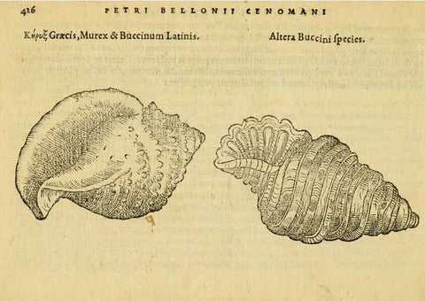 Reproducción/Reproduction 6418738349: Petri Bellonii Cenomani De aquatilibus, libri duo cum [epsilon, iota] conibus ad viuam ipsorum effigiem, quoad eius fieri potuit, expressis ... Parisiis,Apud C. Stephanum,1553