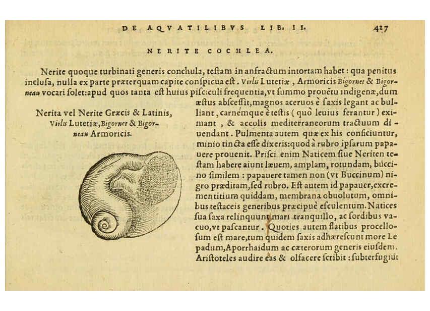 Reproducción/Reproduction 6418738715: Petri Bellonii Cenomani De aquatilibus, libri duo cum [epsilon, iota] conibus ad viuam ipsorum effigiem, quoad eius fieri potuit, expressis ... Parisiis,Apud C. Stephanum,1553