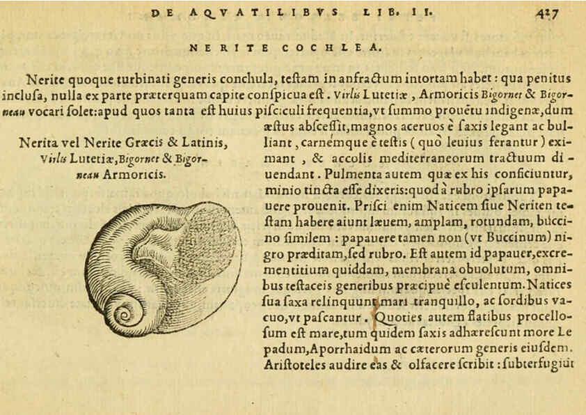 Reproducción/Reproduction 6418738715: Petri Bellonii Cenomani De aquatilibus, libri duo cum [epsilon, iota] conibus ad viuam ipsorum effigiem, quoad eius fieri potuit, expressis ... Parisiis,Apud C. Stephanum,1553